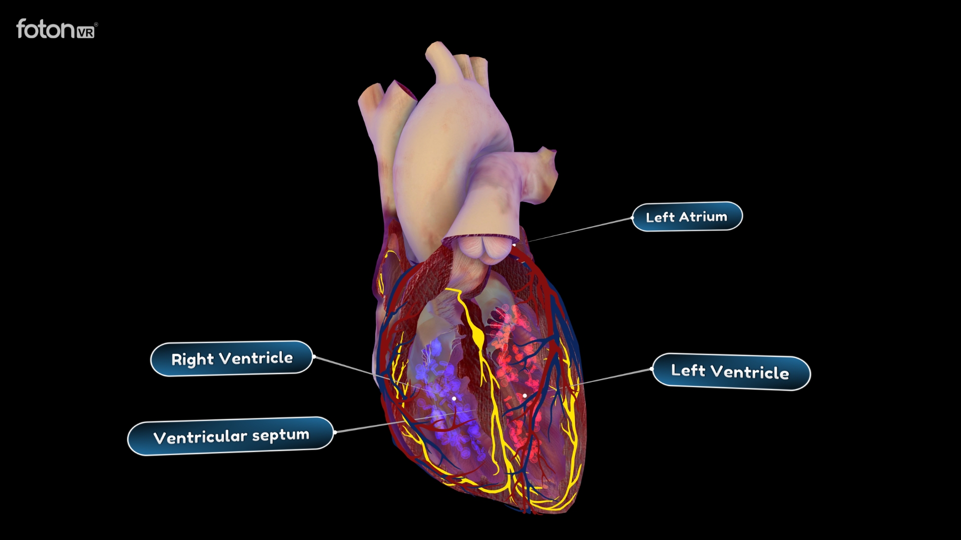 Human heart anatomy model in VR
